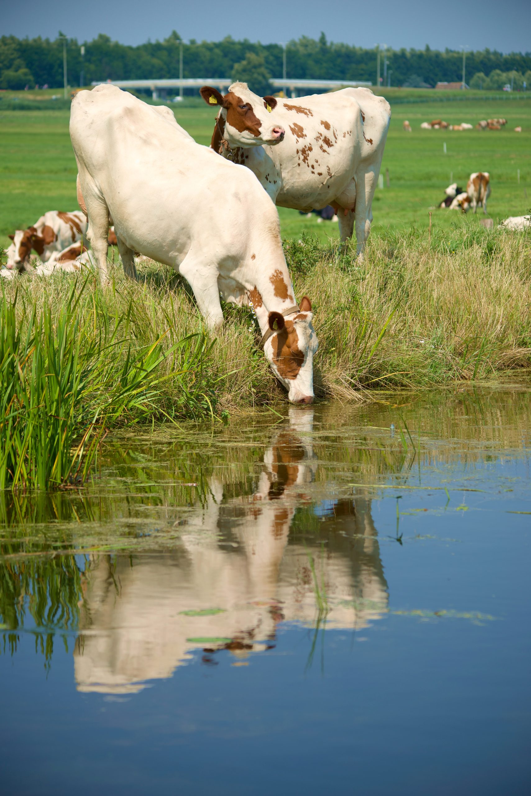 Benefits of a borehole for use on Farms